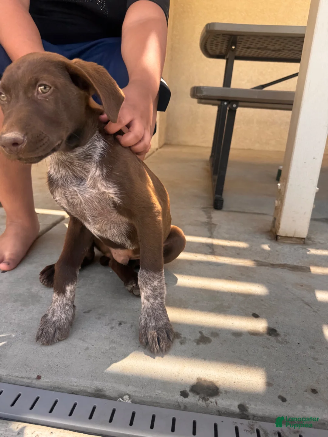 German Shorthaired Pointer dogs for sale: Socks - Ad 1