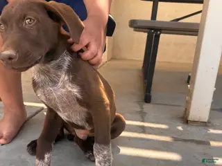 German Shorthaired Pointer dogs for sale: Socks - Ad 1