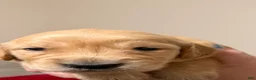 Golden Retriever dogs for sale: Golden Retriever 5 - Ad 2