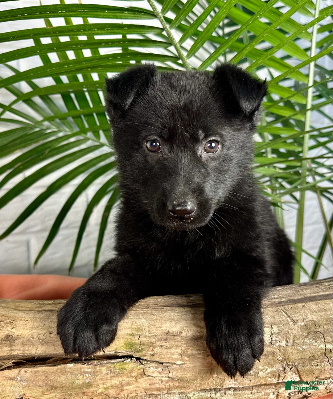 German Shepherd dogs for sale: Shadow - Ad 4