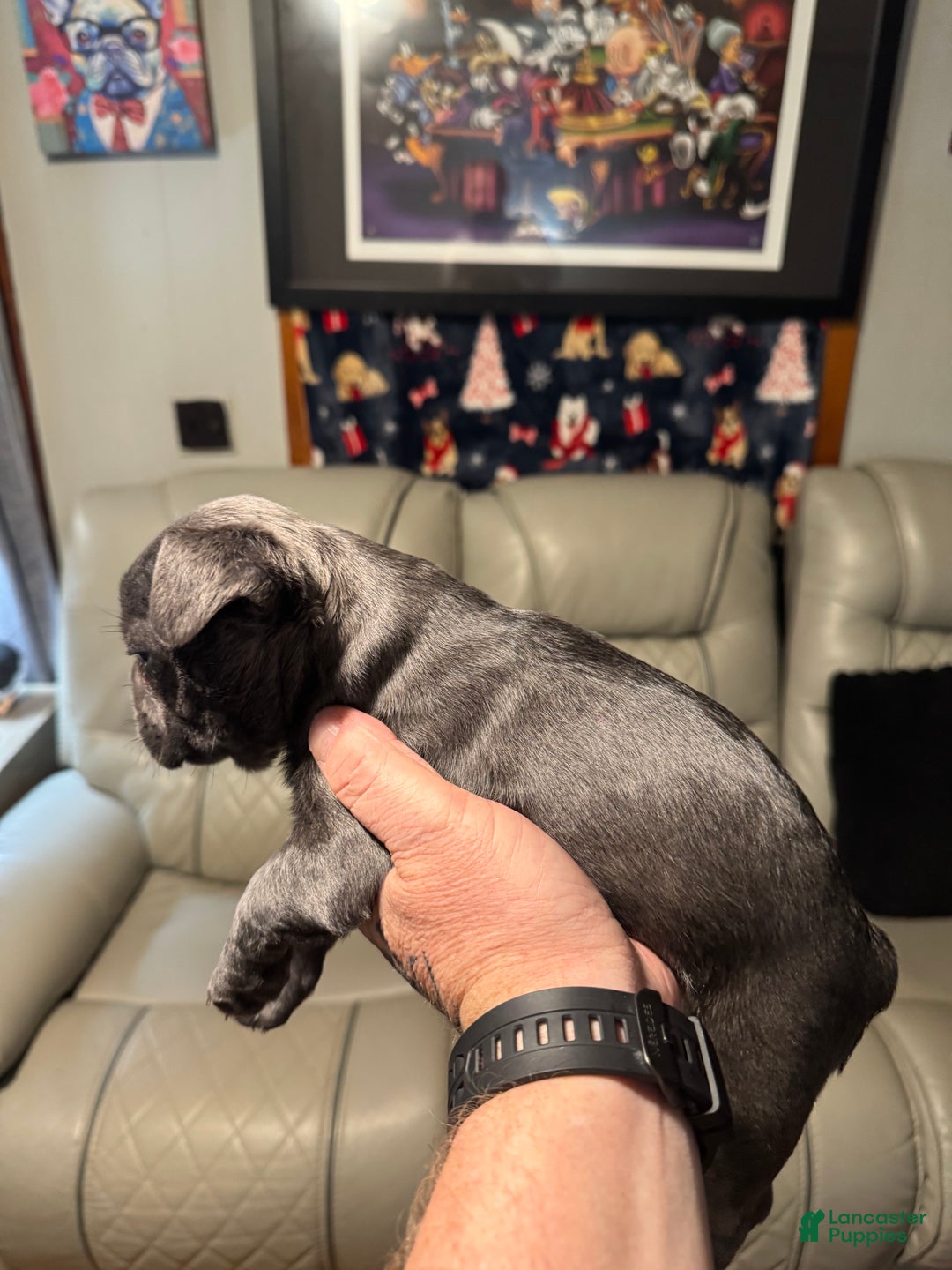 French Bulldog dogs for sale: Baby girl - Ad 4