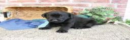Labrador Retriever dogs for sale: Stanley  - Ad 2