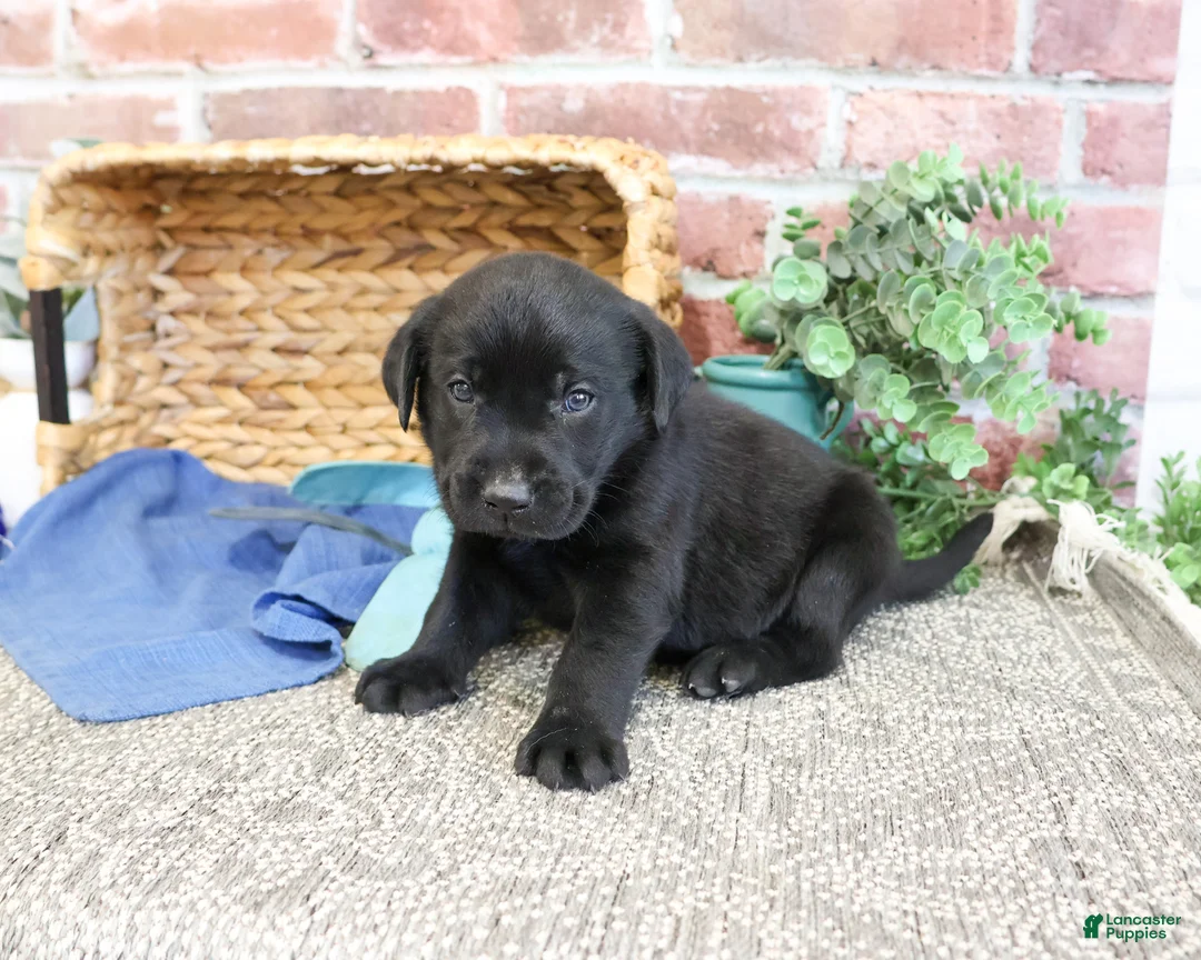 Labrador Retriever dogs for sale: Stanley  - Ad 2