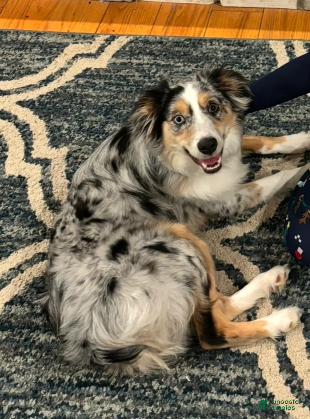 Australian Shepherd dogs for sale: Australian Shepherd  - Ad 3