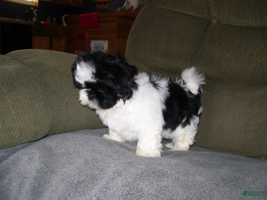 Shih Tzu dogs for sale: Shih Tzu Puppy 1 - Ad 3