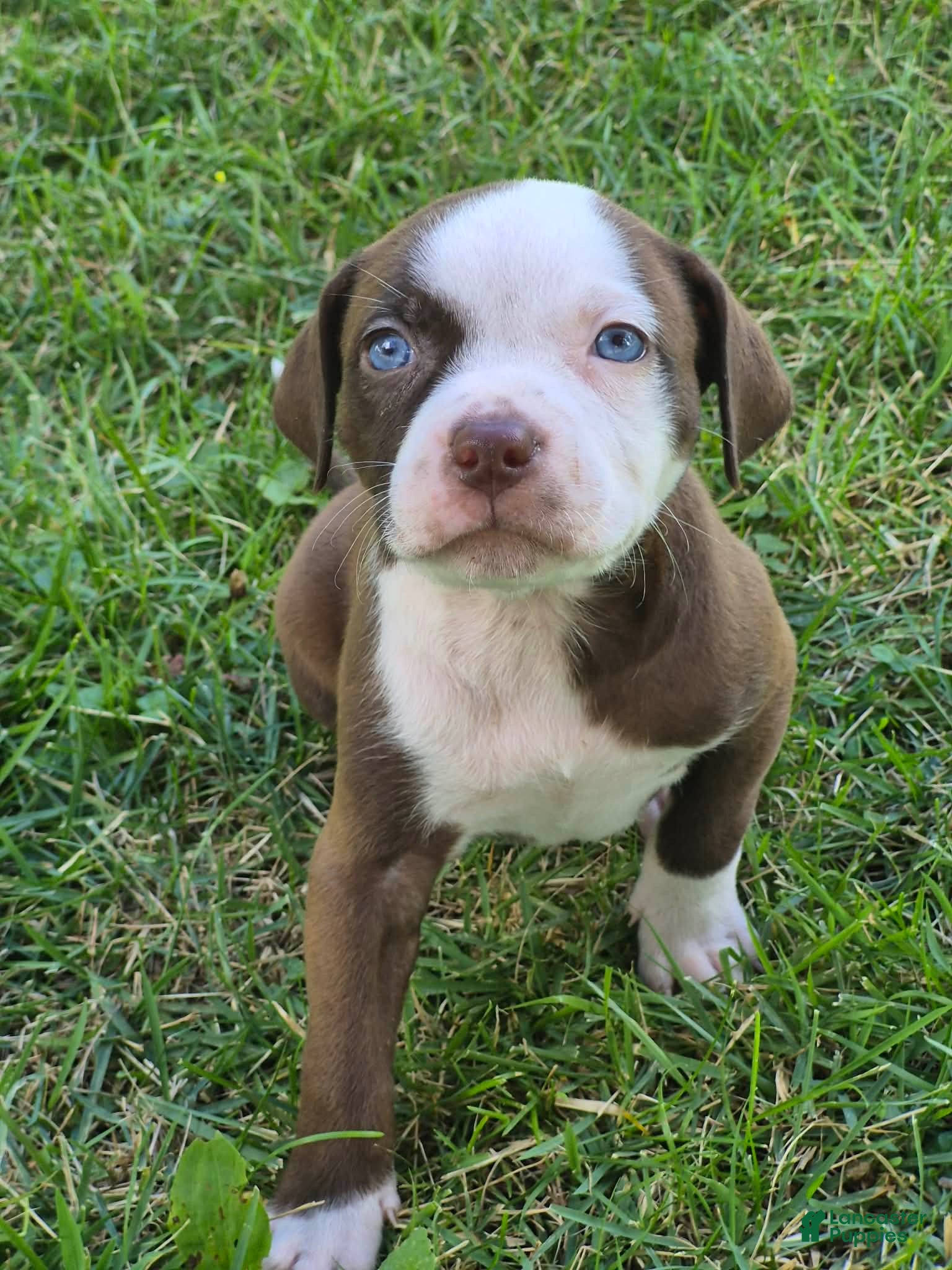 American Bully dogs Louis V - Ad 10