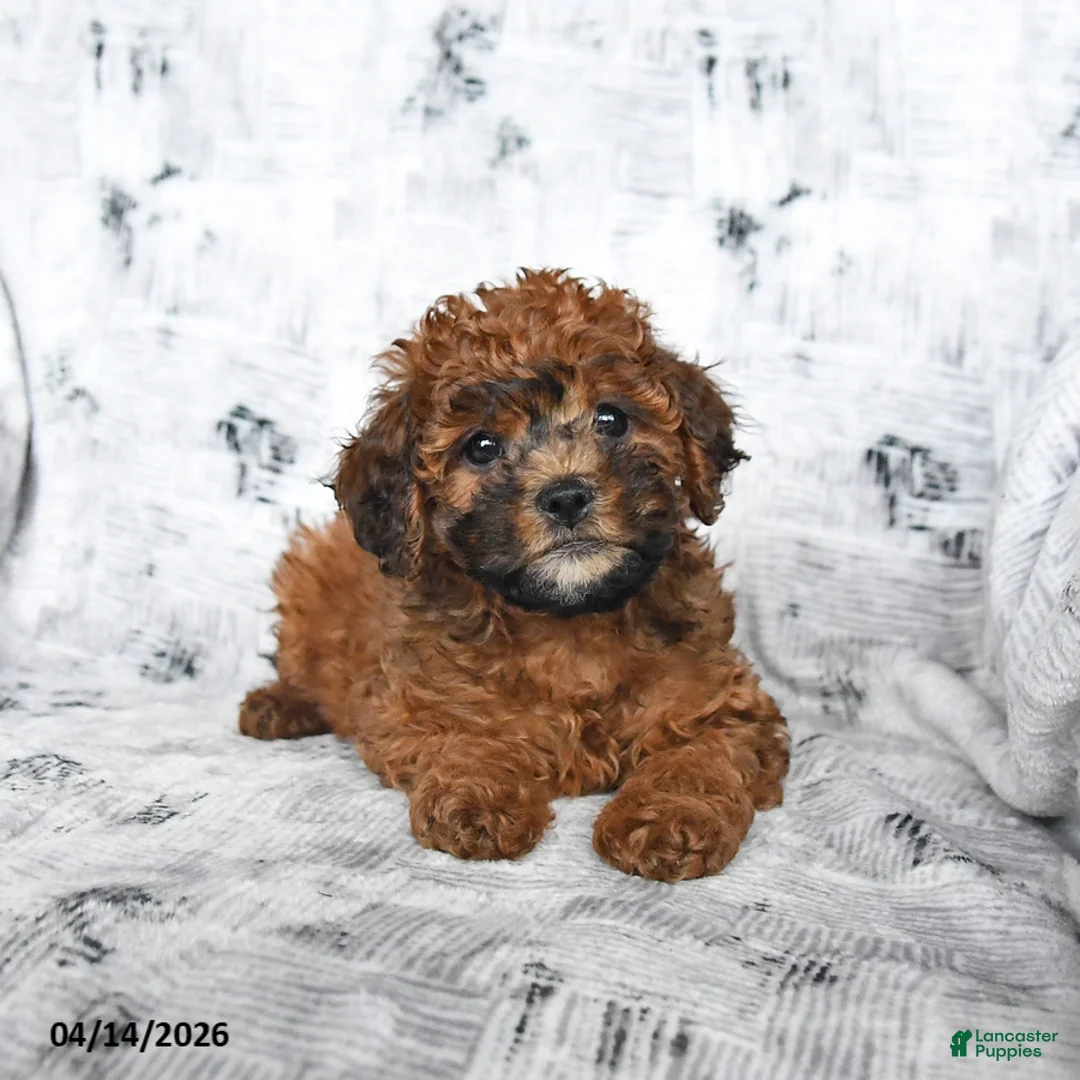 Cavapoo dogs for sale: Dandelion - Ad 2