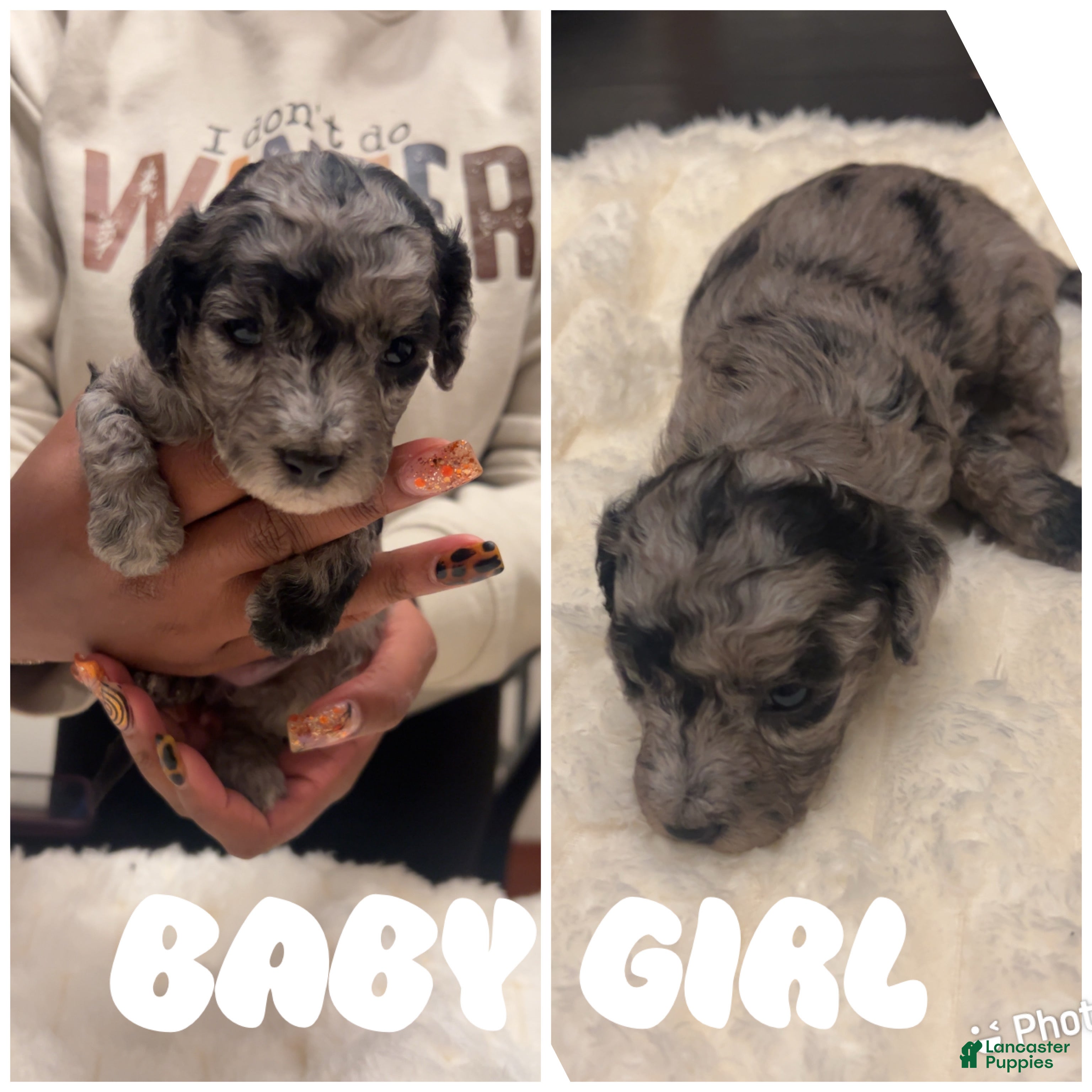 Mixed Breed dogs Minnie - Ad 9