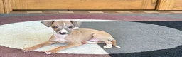 Italian Greyhound dogs for sale: Fawn male Italian Greyhound Puppy 1 - Ad 10