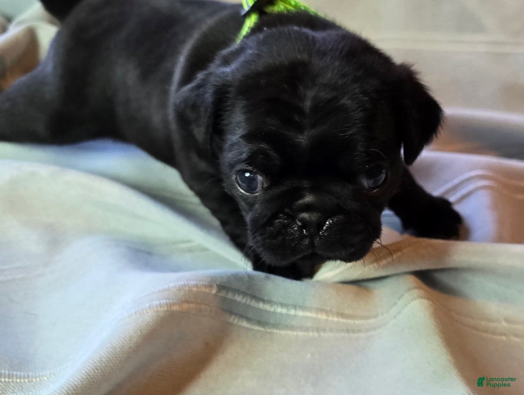 Pug dogs for sale: Ella - Ad 4