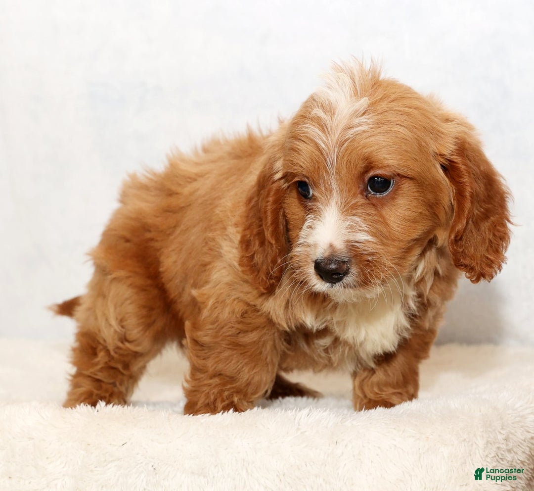 Mini Goldendoodle dogs for sale: Dylan - Ad 8