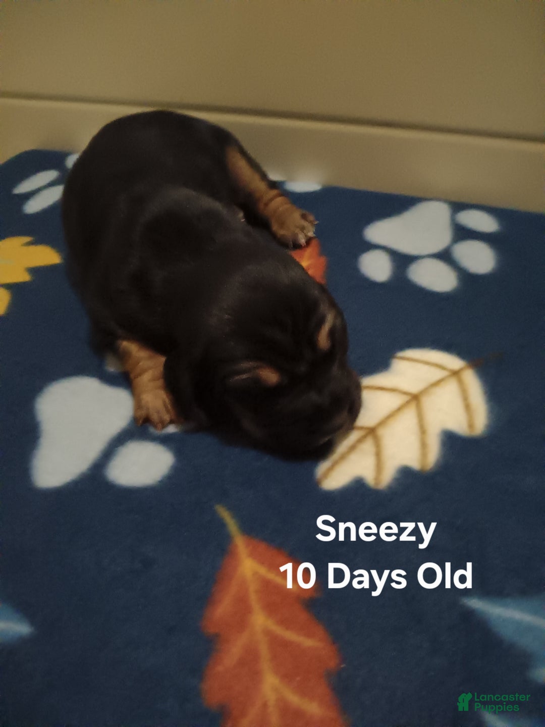 Basset Hound dogs for sale: Sneezy - Ad 5