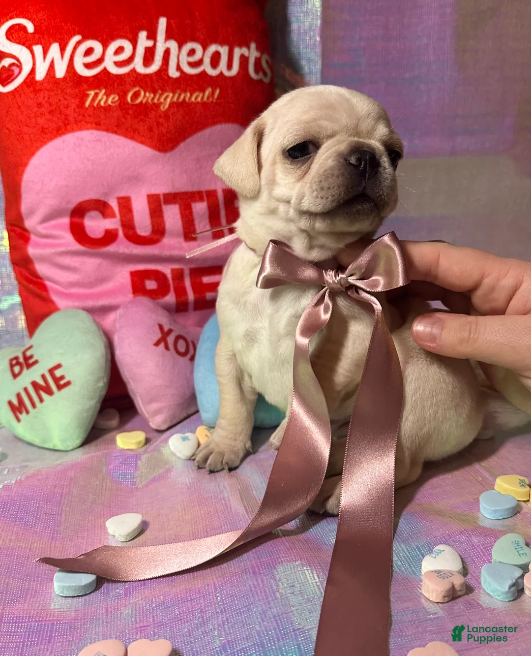 Pug dogs for sale: Sugar - Ad 3