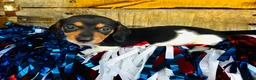 Miniature Dachshund dogs for sale: Brandy - Ad 4