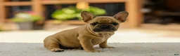 French Bulldog dogs for sale: Ocean – Fawn - Ad 7