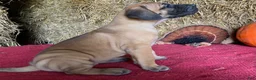 Great Dane dogs for sale: Lady - Ad 6
