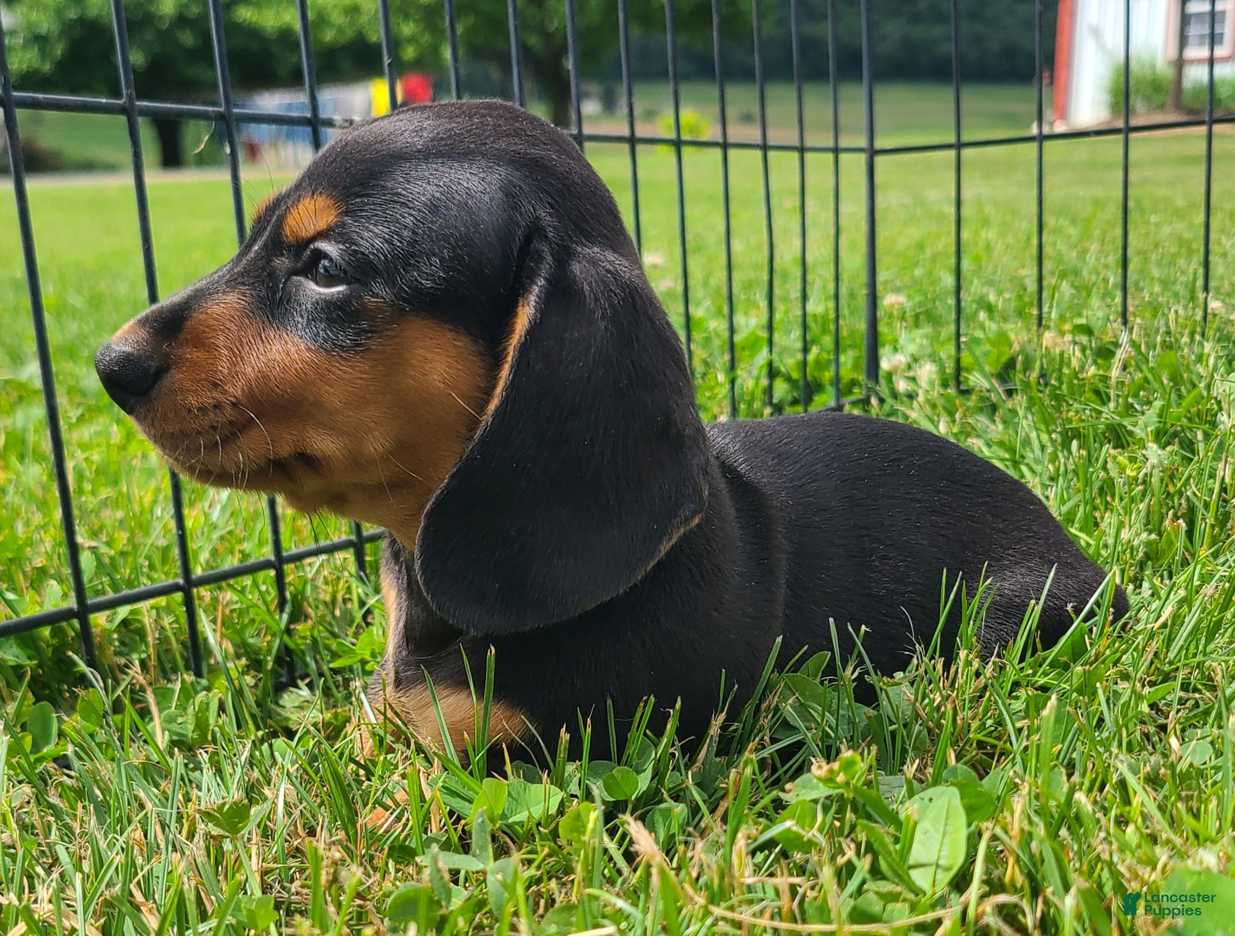 Miniature Dachshund dogs IKE - Ad 1