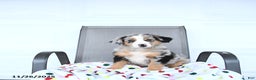 Australian Shepherd dogs for sale: Garrett - Ad 1
