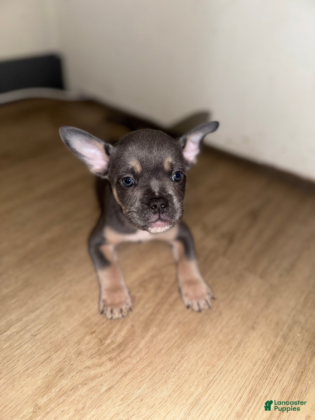 Mixed Breed dogs for sale: Bruno - Ad 1