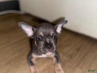 Mixed Breed dogs Bruno - Ad 42