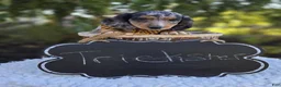 Miniature Dachshund dogs for sale: Trickster - Ad 6