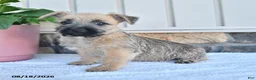 Cairn Terrier dogs for sale: Marco - Ad 3