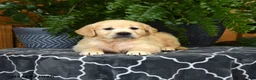 Golden Retriever dogs for sale: Hadley - Ad 2