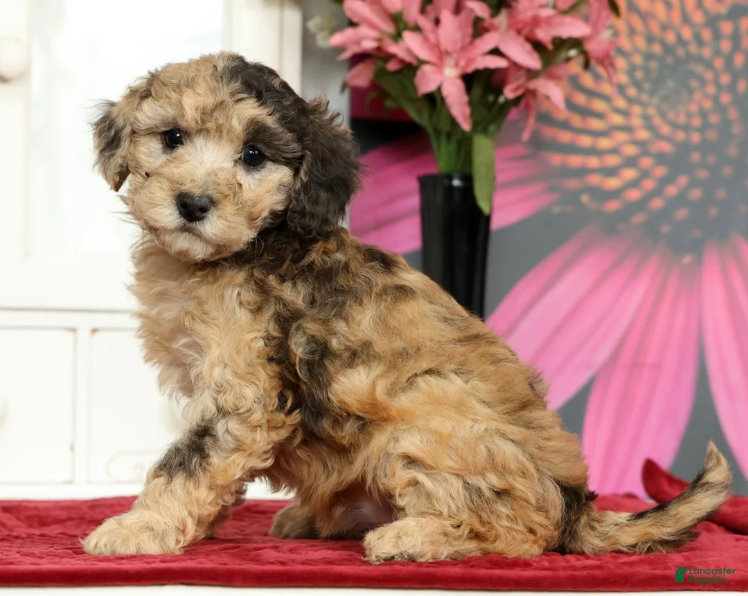 Miniature Poodle dogs for sale: Nellie - Ad 1