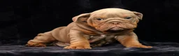 English Bulldog dogs for sale: Sarge - Ad 7