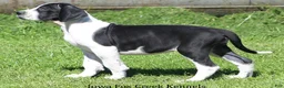 Great Dane dogs for sale: Great Dane 3 - Ad 6