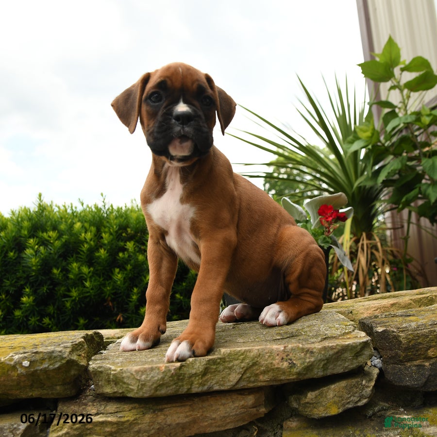 Boxer dogs Twinkle - Ad 1