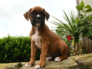 Boxer dogs for sale: Twinkle - Ad 1