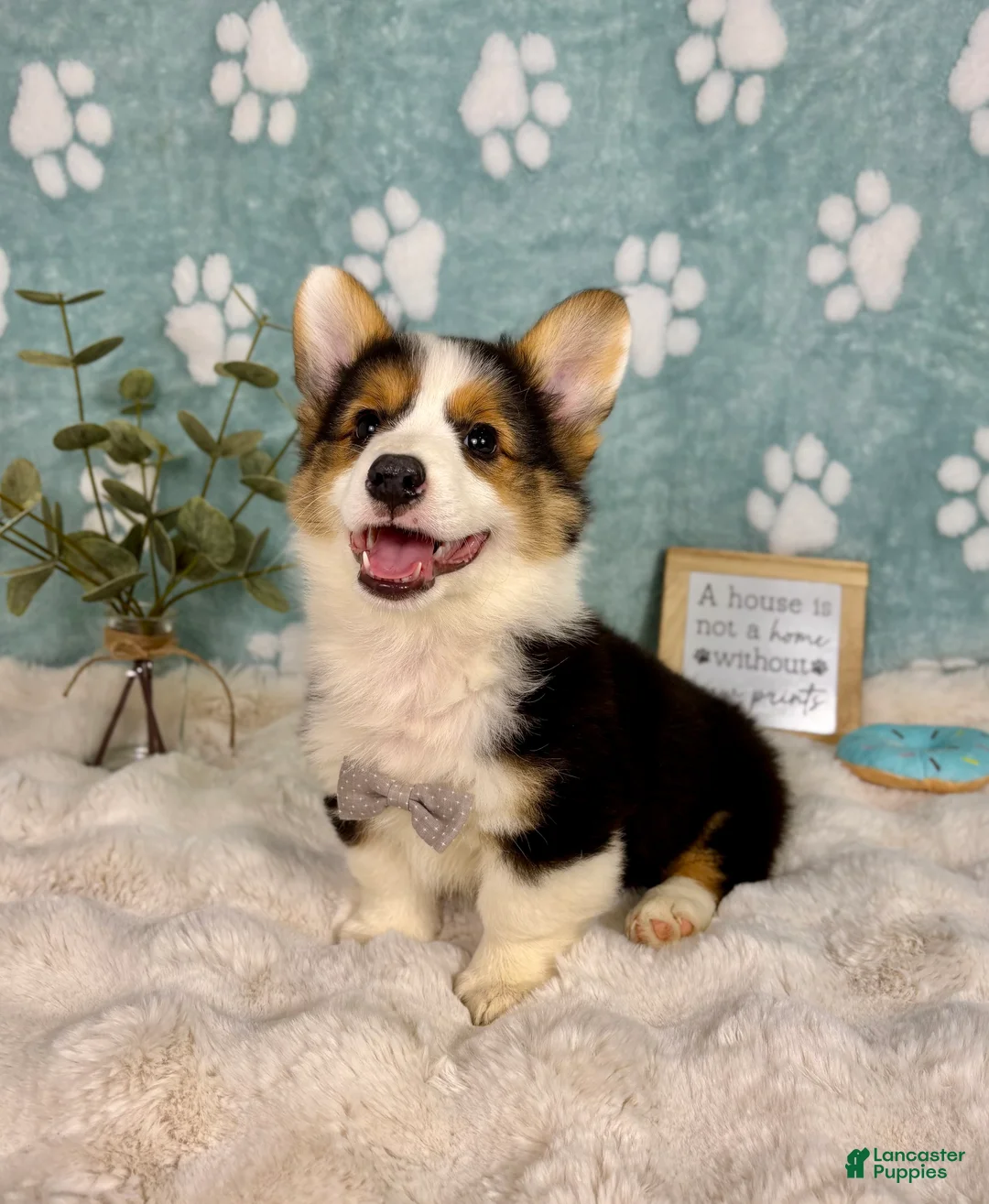 Welsh Corgi Pembroke dogs for sale: Brooks - Ad 2