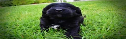 Havapoo dogs for sale: Webster - Ad 8