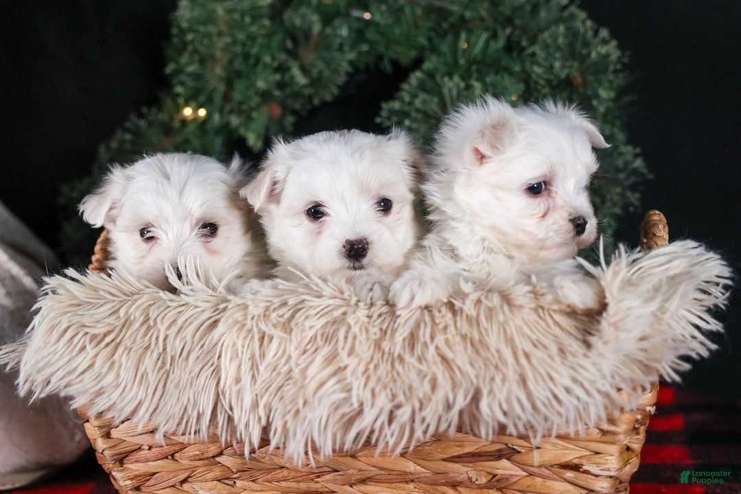Maltese dogs for sale: ANGIE - Ad 22