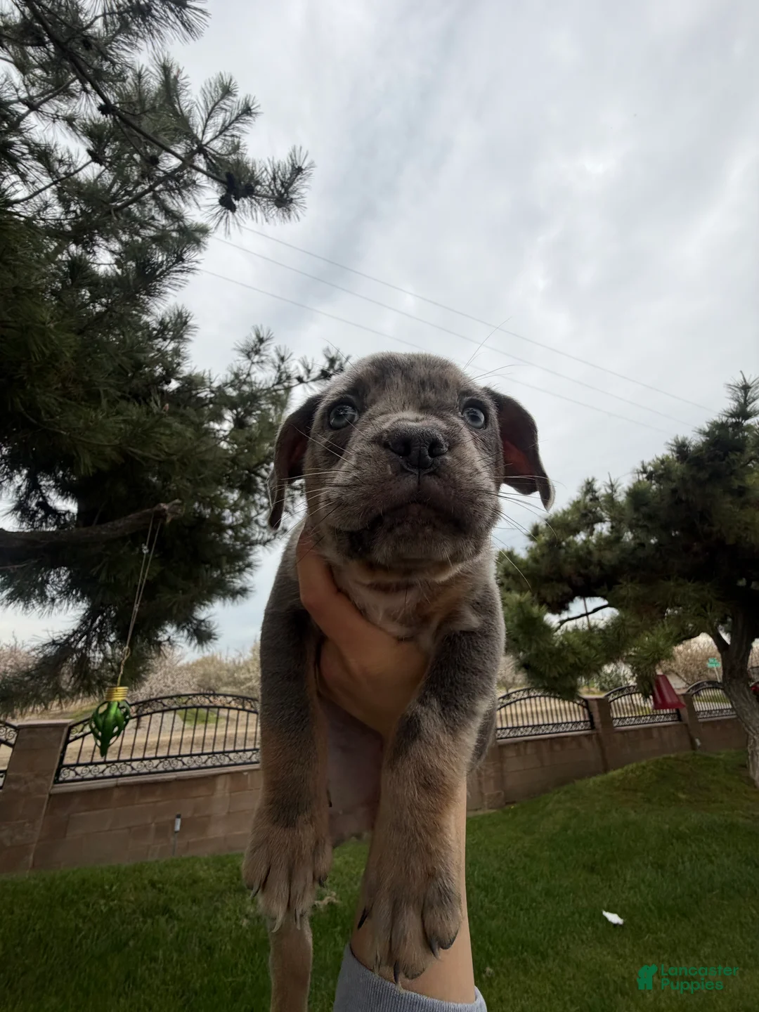 Mixed Breed dogs for sale: Mixed Breed Puppy 1 - Ad 2