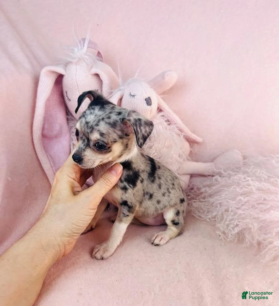 Chihuahua dogs for sale: Chihuahua Puppy 2 - Ad 2