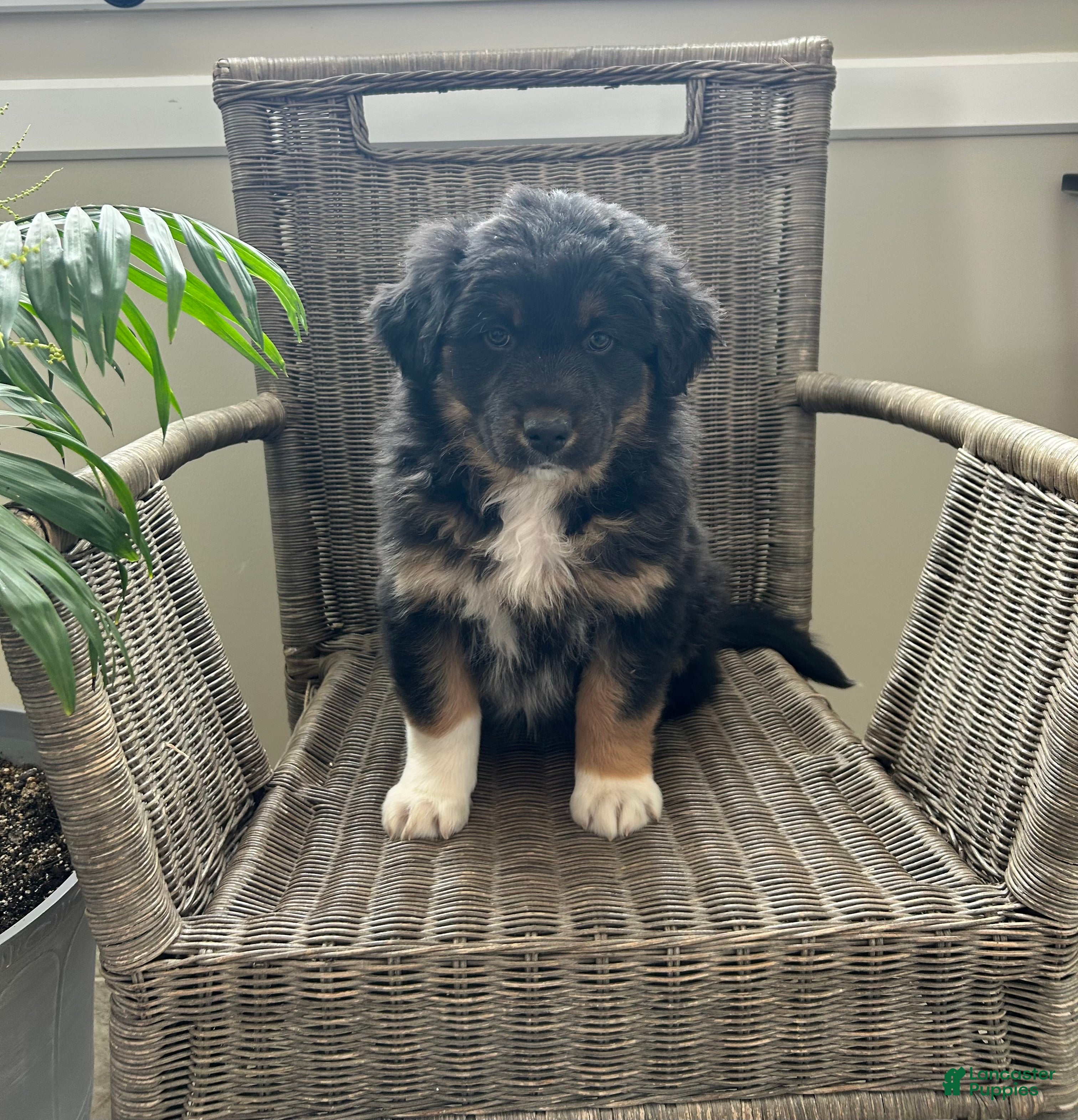 Australian Shepherd dogs Logan  - Ad 1