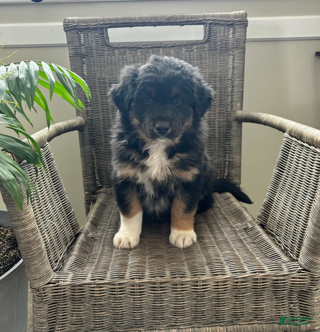 Australian Shepherd dogs for sale: Logan  - Ad 1