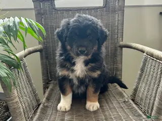 Australian Shepherd dogs for sale: Logan - Ad 3