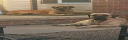 English Mastiff dogs for sale: Big Girl - Ad 4