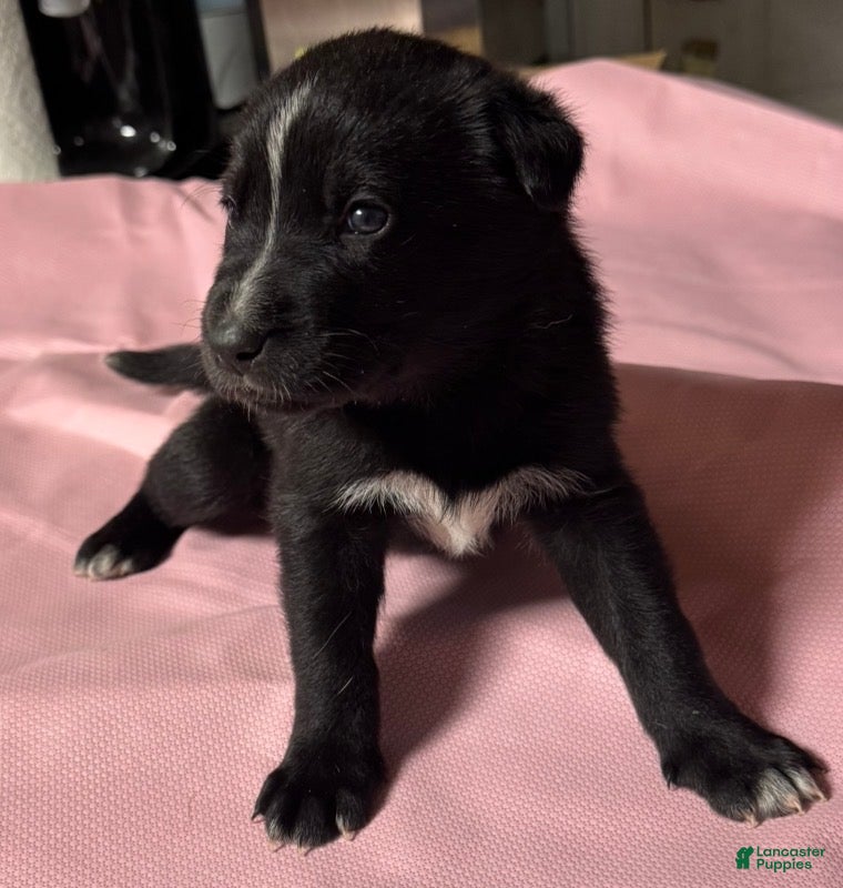 Gerberian Shepsky dogs Gerberian Shepsky Puppy 8 Female - Ad 10