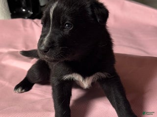 Gerberian Shepsky dogs Gerberian Shepsky Puppy 8 - Ad 27