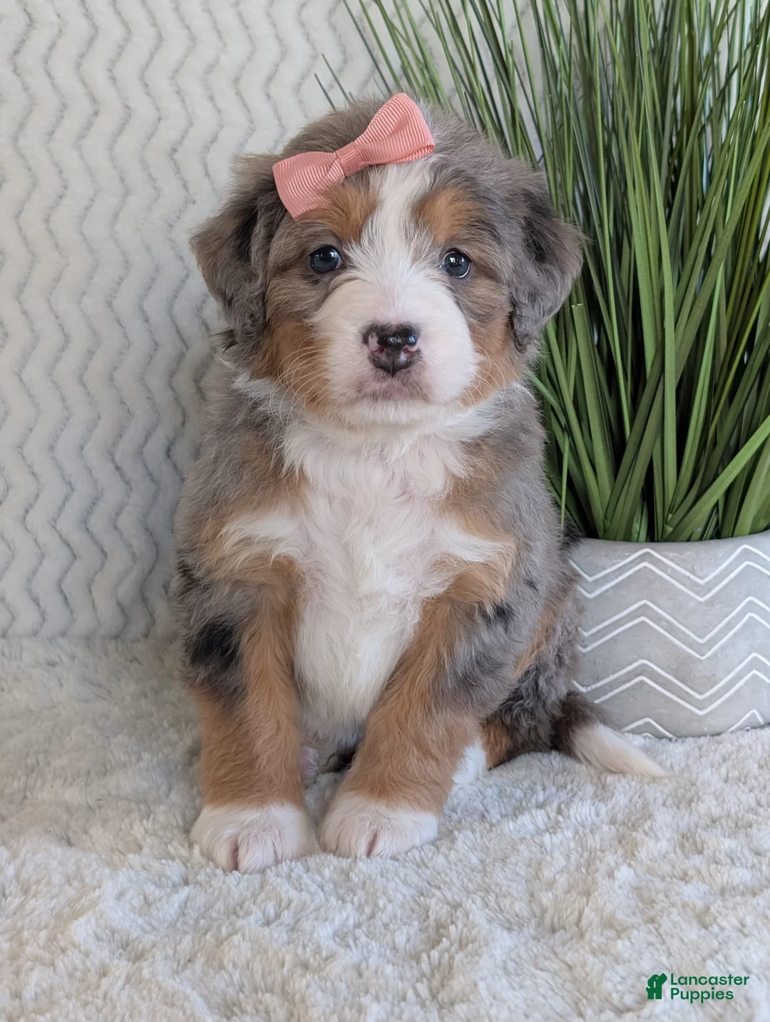 Mini Bernedoodle dogs for sale: Mini Indy  - Ad 16