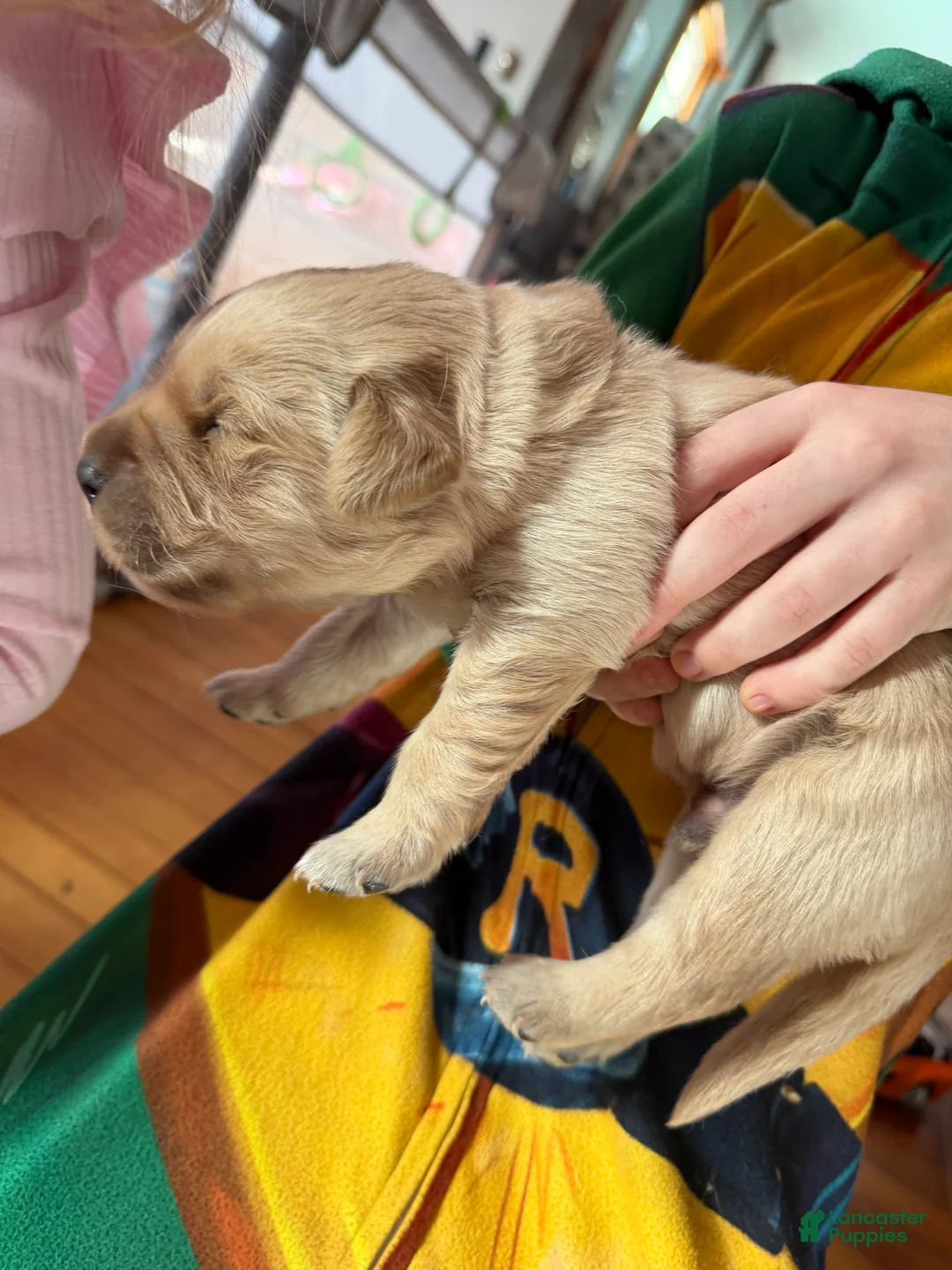 Golden Retriever dogs for sale: Golden Retriever Puppy 2 Pink - Ad 13