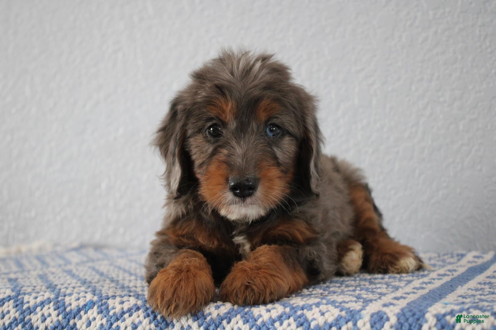 Mini Goldendoodle dogs Vesper - Ad 1