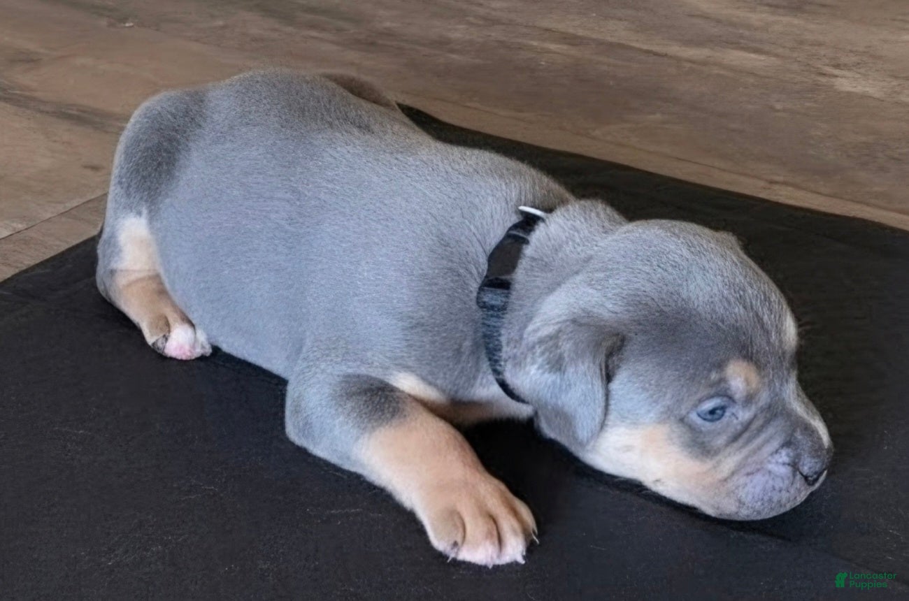 American Bully dogs Manitou "Mani" - Ad 2