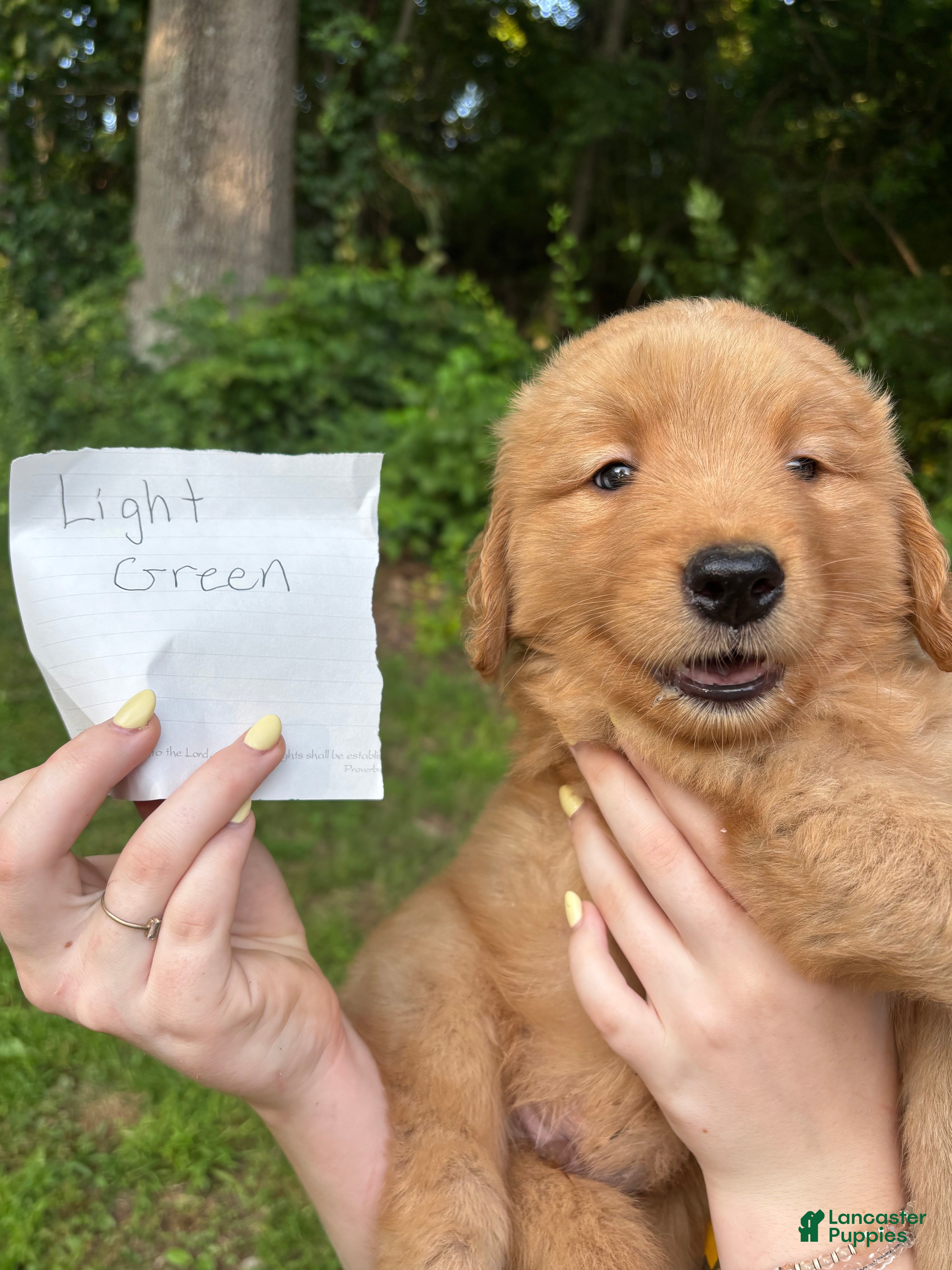 Golden Retriever dogs LT green - Ad 22