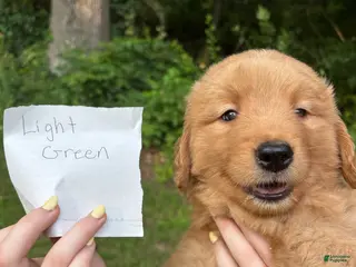 Golden Retriever dogs LT green - Ad 22