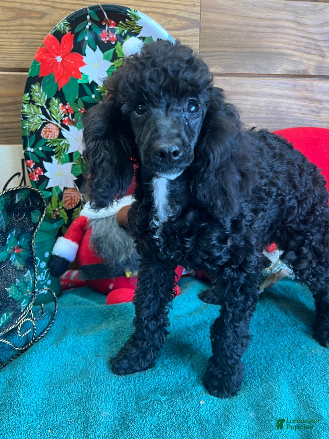 Toy Poodle dogs for sale: Jaxx - Ad 2